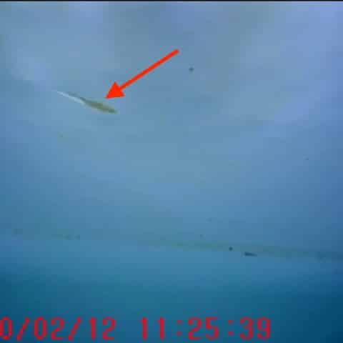 Illustration maintenance préventive et réparation bassin aquatique à Orange par ASD Canalisation